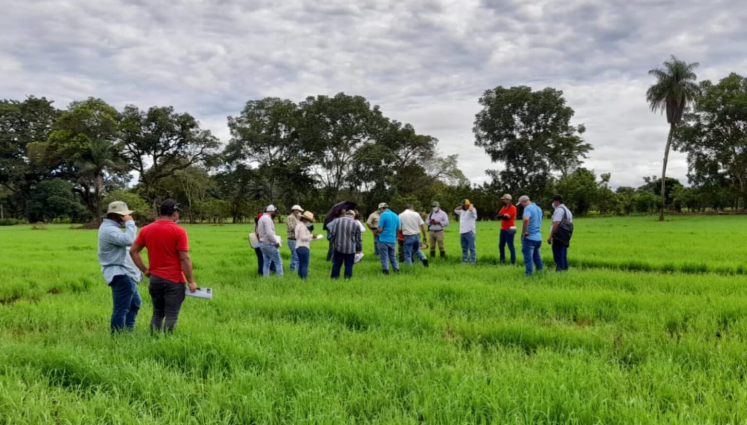 MIDA Y Productores Tratan Sobre El Manejo Agronómico Del Cultivo De ...