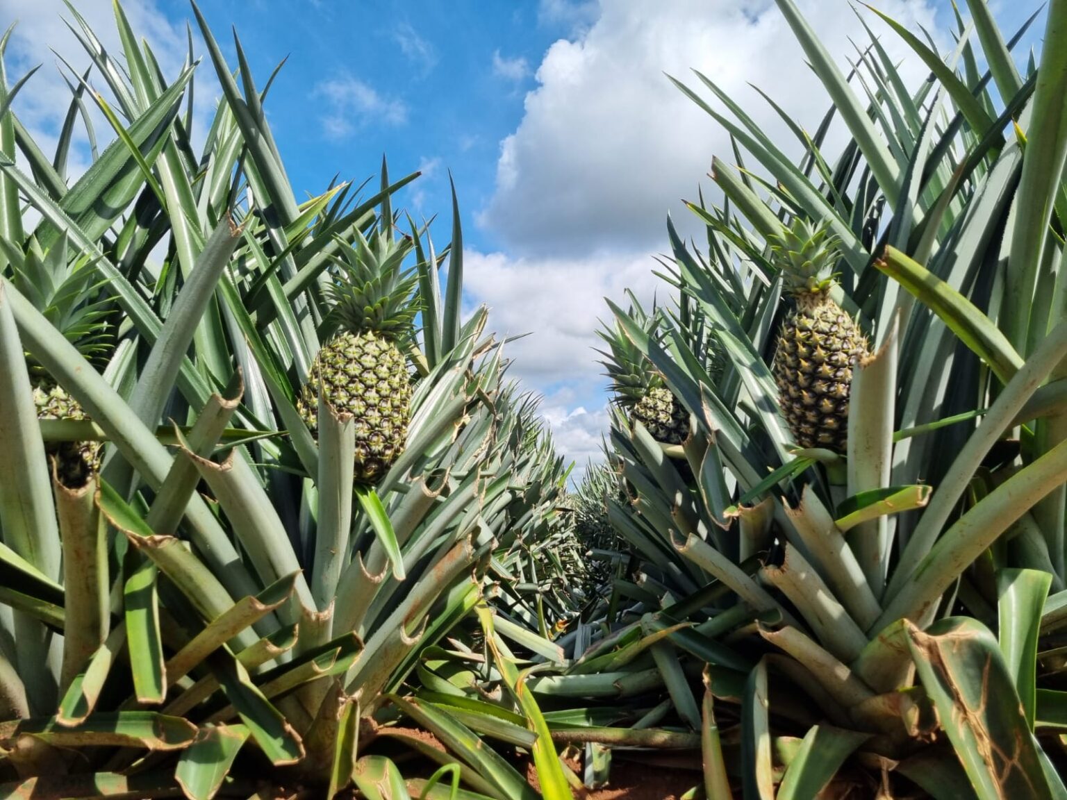 En Panamá Oeste impulsan Buenas Prácticas Agrícolas para mejorar la ...