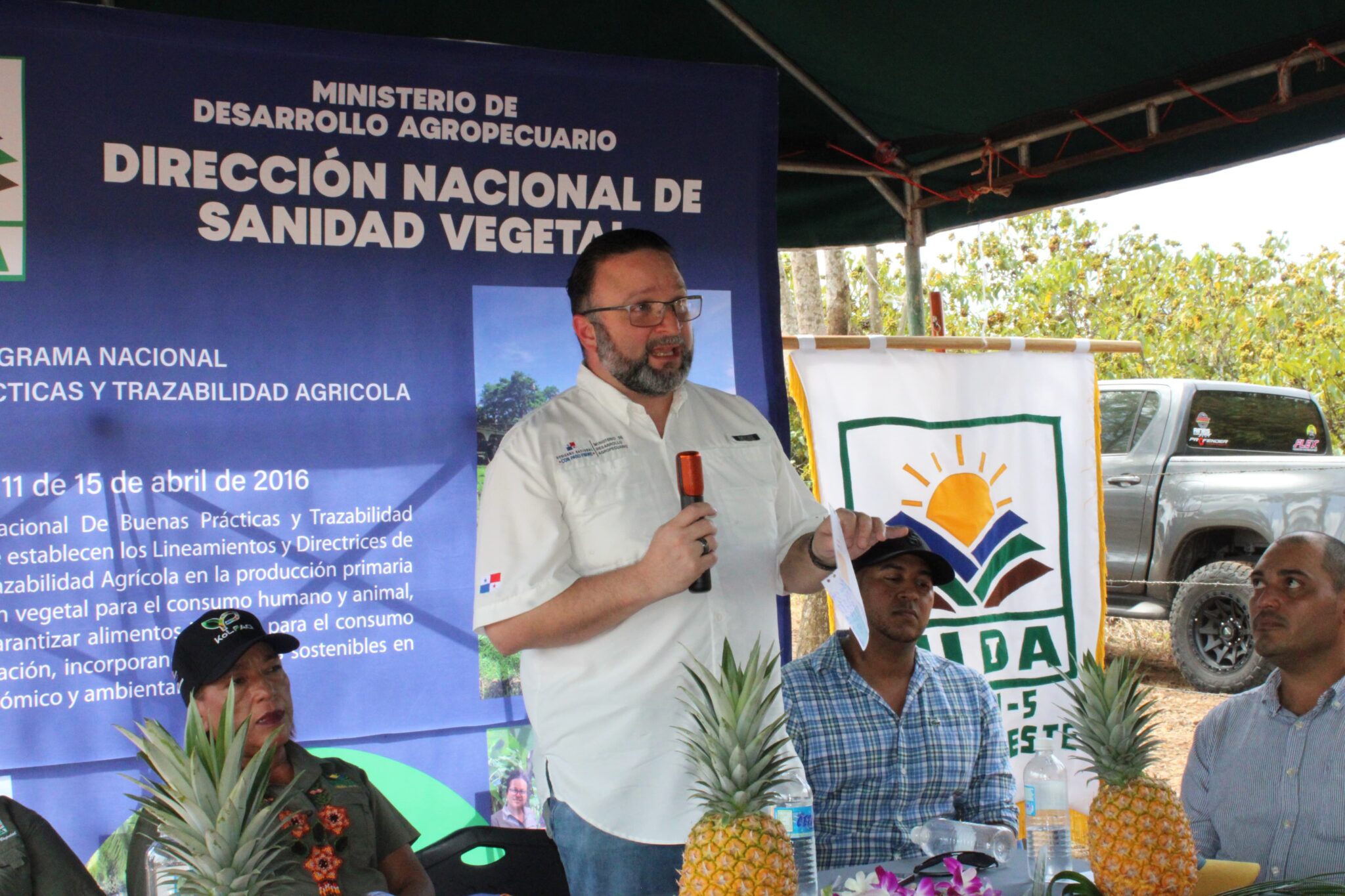 Panamá hace historia en la producción de piña con su primera parcela ...