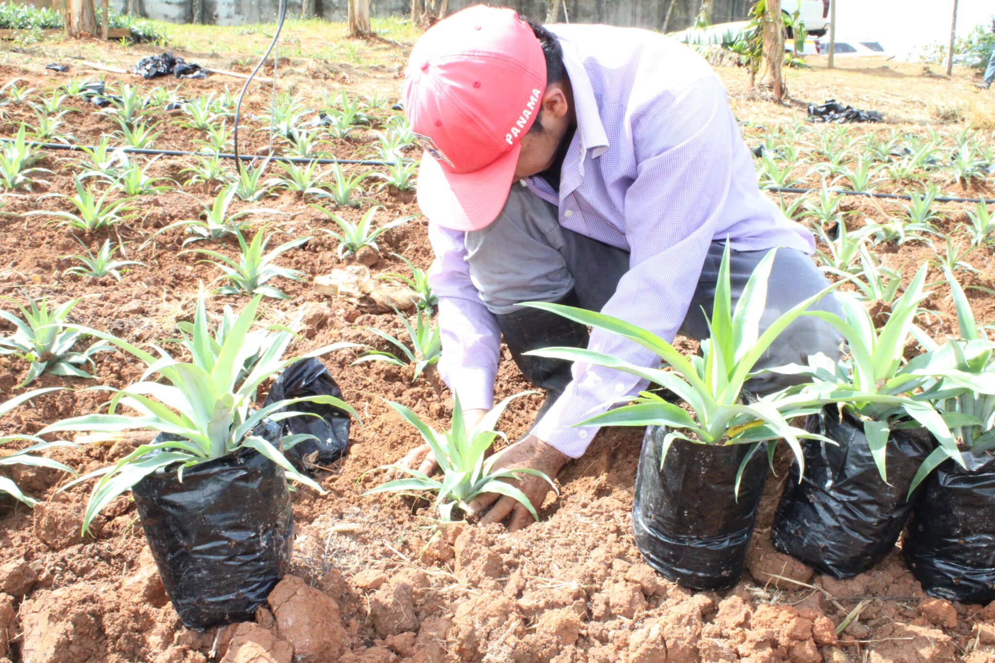 Panamá hace historia en la producción de piña con su primera parcela ...