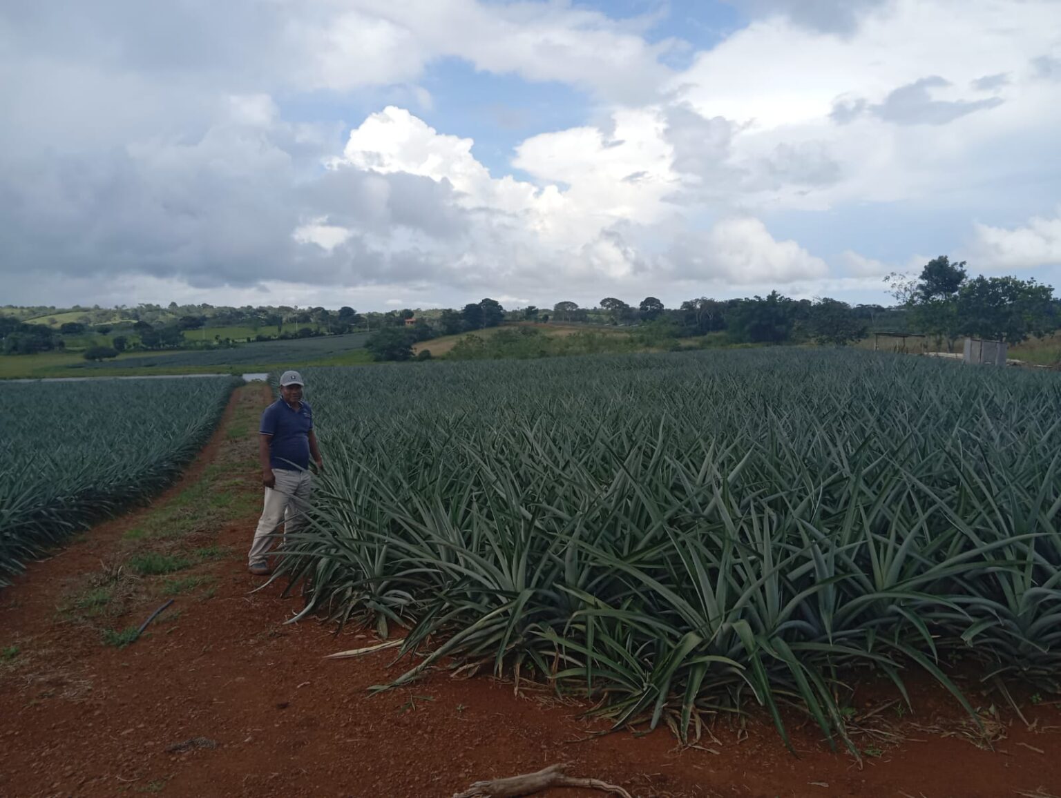 MIDA fortalece el agronegocio de la piña en Panamá Oeste - Ministerio ...