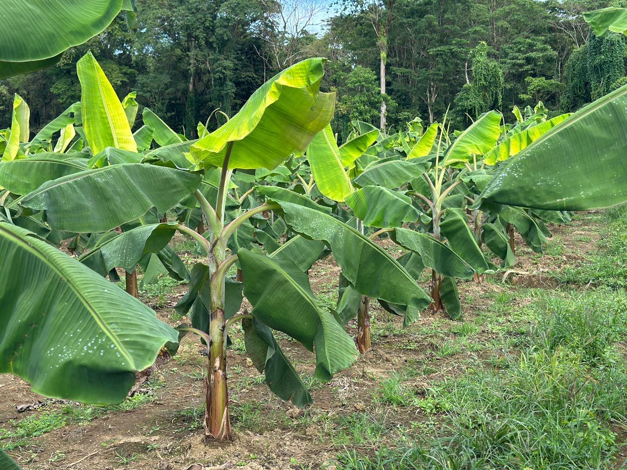 MIDA impulsa parcela demostrativa de plátano en Bugaba